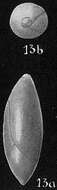 Image of Foraminifera incertae sedis