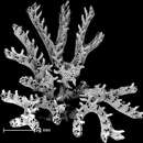 Image of Mesonea radians (Lamarck 1816)