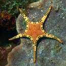 Image of Double Sea Star