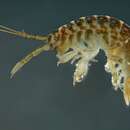Image of Killer shrimp
