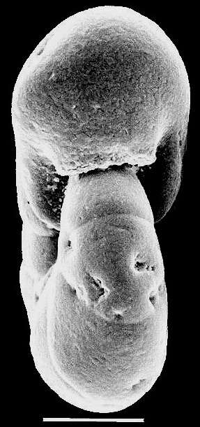 Image of Haplophragmoides wilberti Andersen 1953