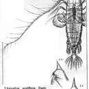 Image of Haloptilus acutifrons (Giesbrecht 1893)