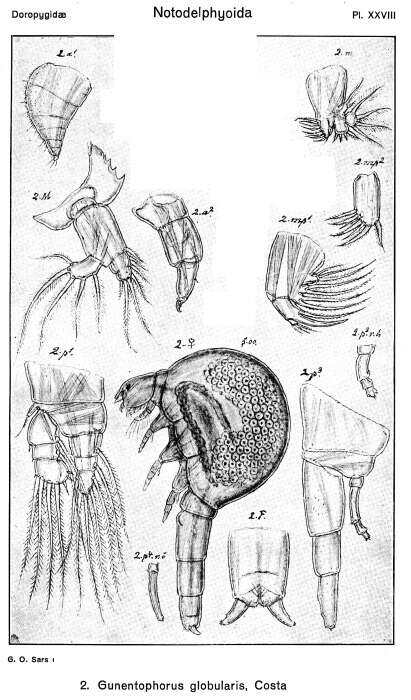 Image of Gunenotophorus Costa O. G. 1838