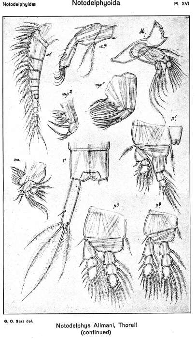 Image of Notodelphyidae Dana 1853