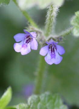 Image of Ground Ivies