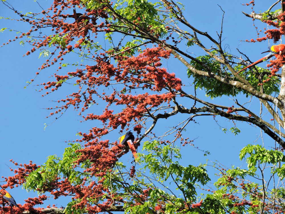 Image of macaws