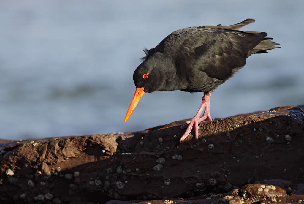 Image of oystercatchers