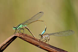 Image of forktail