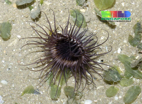 Image of ceriantharian anemones