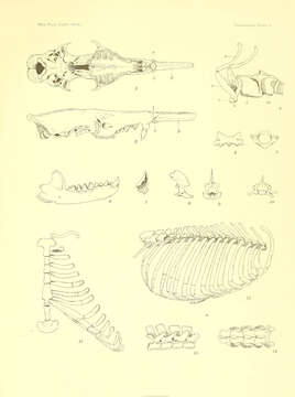 Image of Solenodons