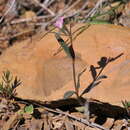 Image of Misopates orontium subsp. orontium