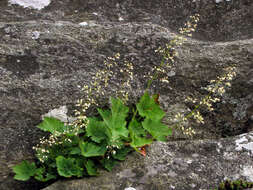 Image of hairy alumroot