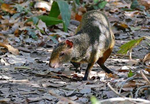 Image of Azara's Agouti