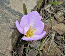 Image of Colchicum szovitsii Fisch. & C. A. Mey.