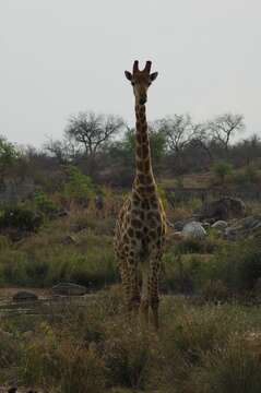 Plancia ëd Giraffa camelopardalis (Linnaeus 1758)