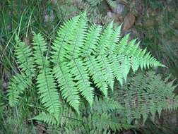 Image of ladyfern