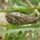 Image of Evergestis frumentalis Linnaeus 1761