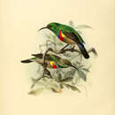 Image of Southern Double-collared Sunbird