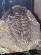 Image of Trilobitomorpha