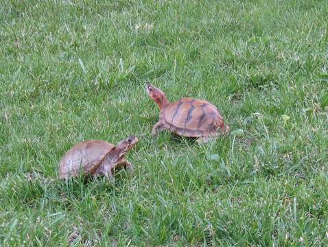 Image of Mexican box turtle