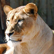 Image of big cats