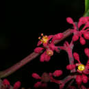 Image of Cissus biformifolia Standl.