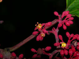 Image of Cissus biformifolia Standl.