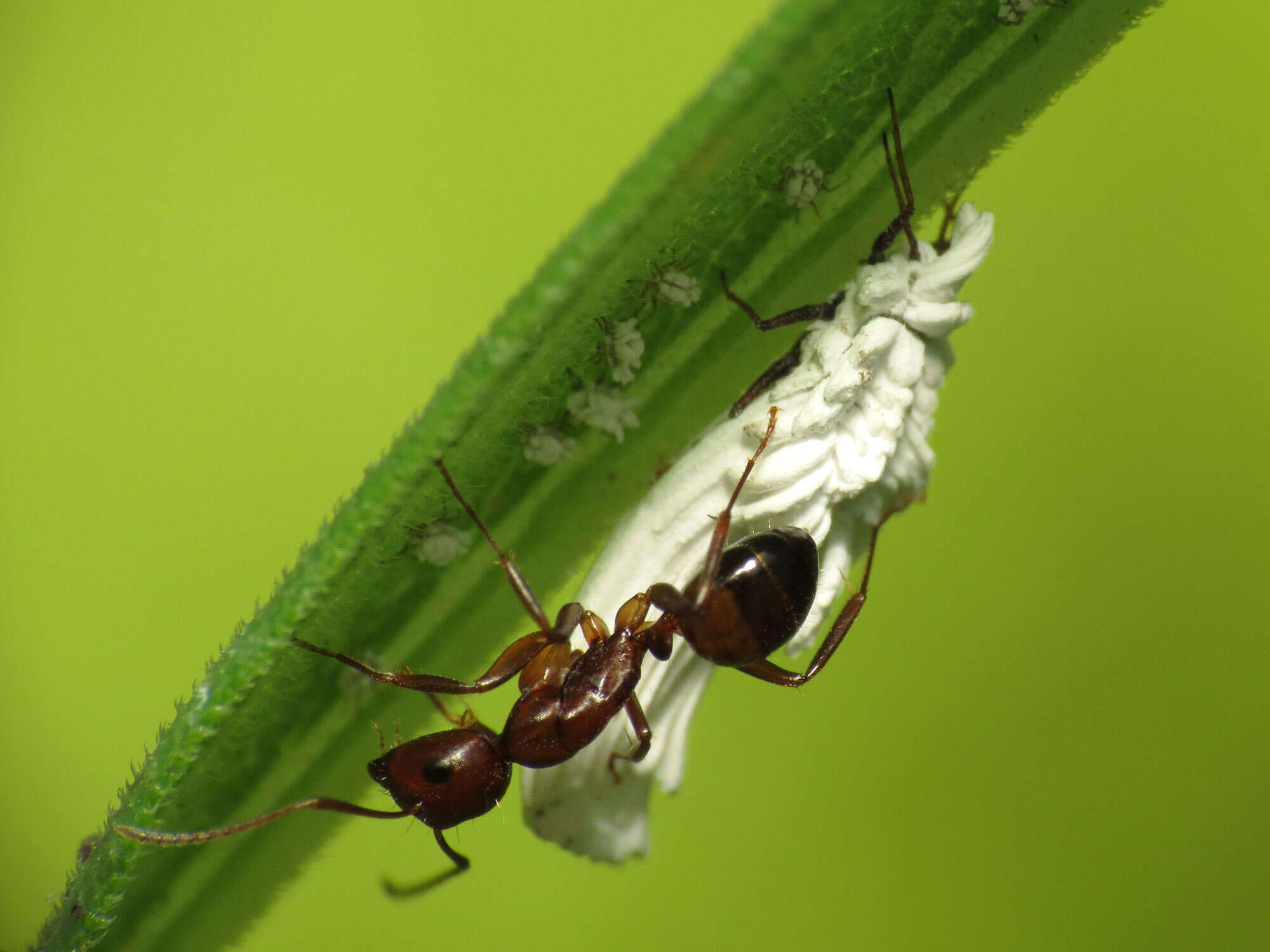 Image of Scales and Mealybugs