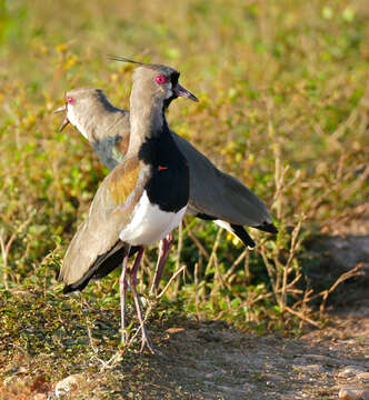 Image of Lapwing