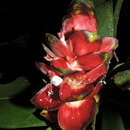 Image of Costus laevis Ruiz & Pav.