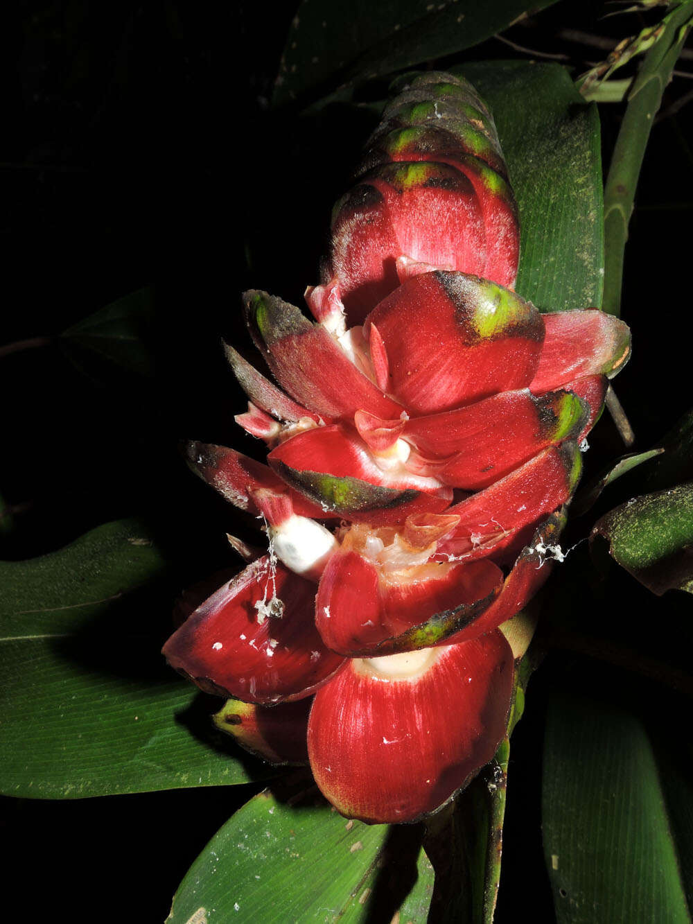 Image of Costus laevis Ruiz & Pav.