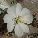 Image of California evening primrose