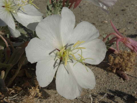 Image of Oenothera avita (W. Klein) W. Klein