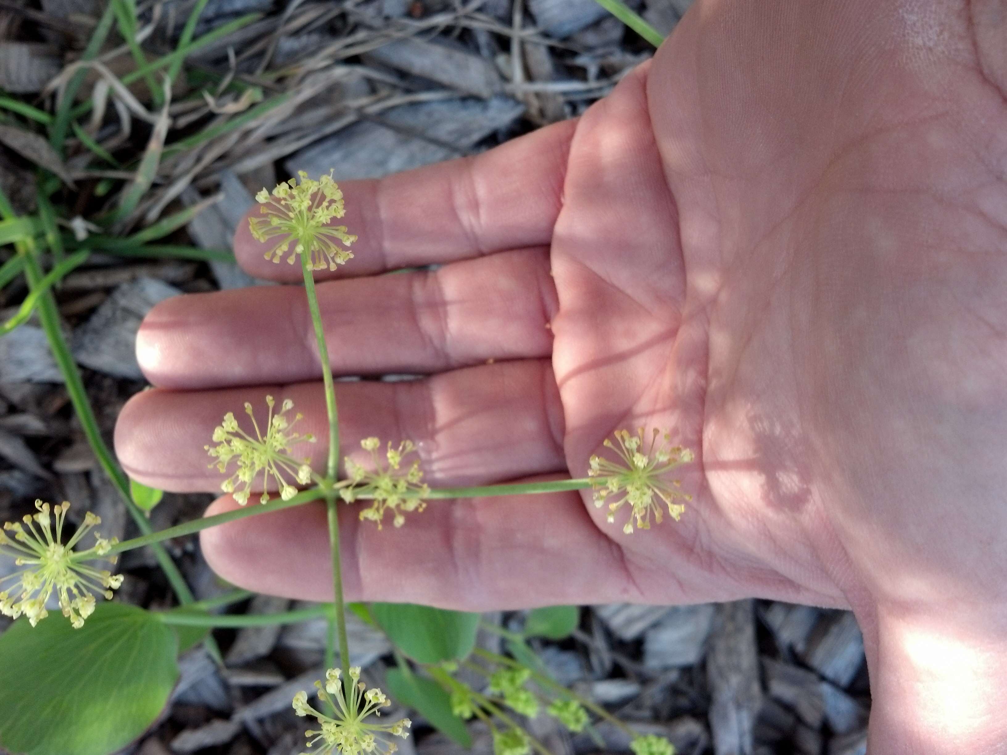 Image of barestem biscuitroot