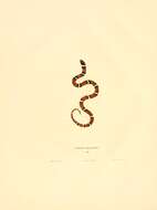 Image of Lampropeltis elapsoides (Holbrook 1838)