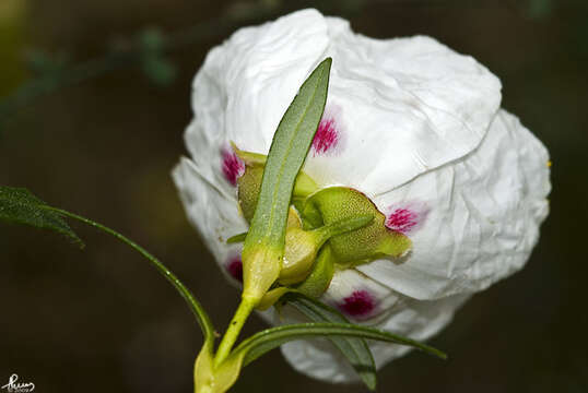 Image of common gum cistus