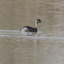 Image of Hoary-headed Grebe