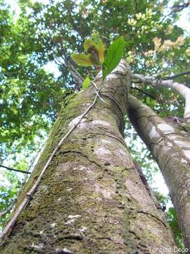 Image of Protium heptaphyllum (Aubl.) March.