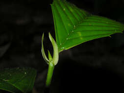 Image of Ticodendraceae