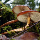 Image of Hypholoma brunneum (Massee) D. A. Reid 1956