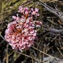 Image of Pterandra pyroidea A. Juss.