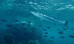 Image of barracudas