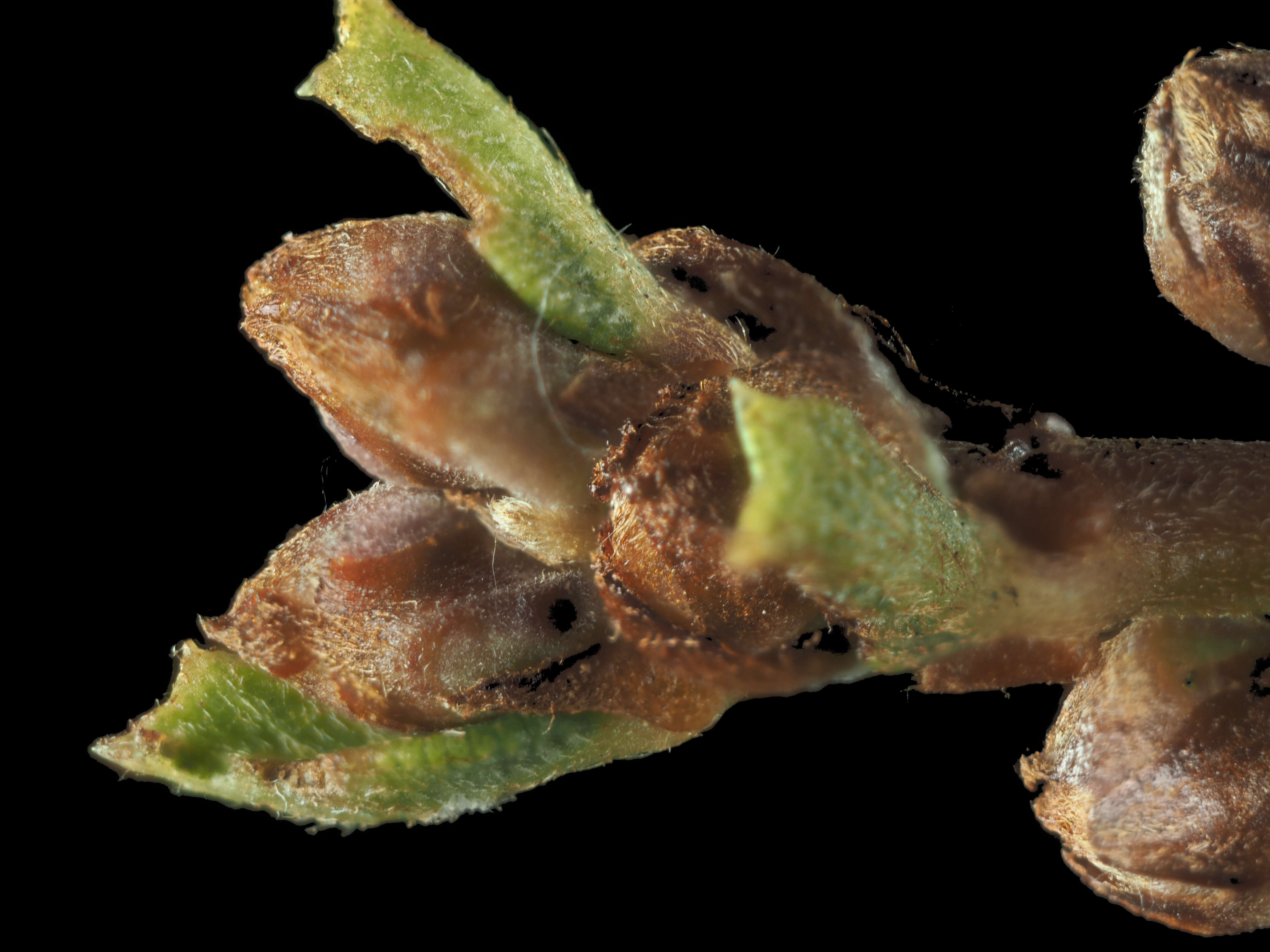 Image of Rincon Ridge ceanothus