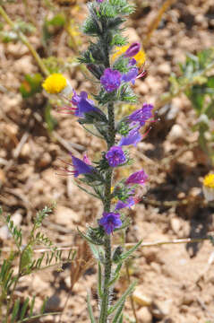 Image of blueweed