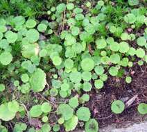 Image de Hydrocotyle pusilla A. Rich.