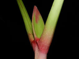 Image of Pentagonia macrophylla Benth.