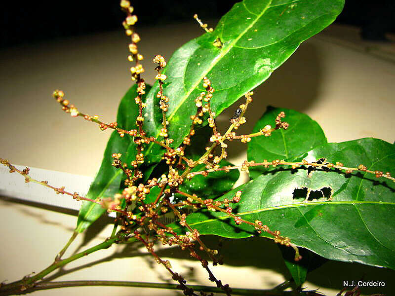 Image of Forest bead-string