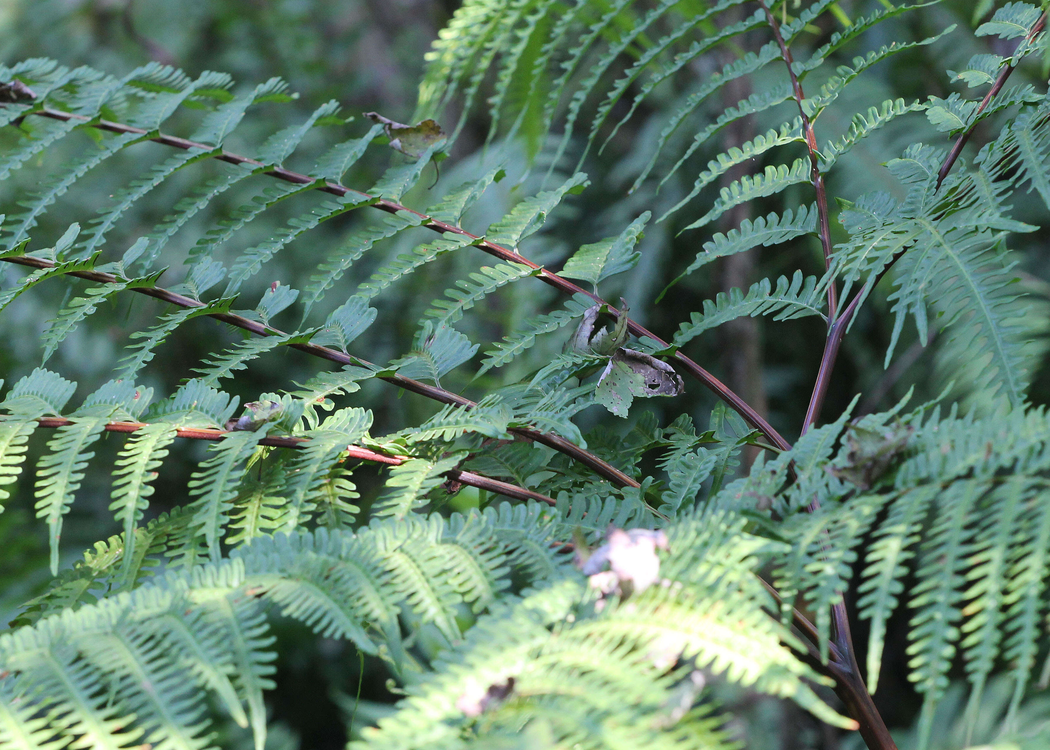 Imagem de Pteris tripartita Sw.