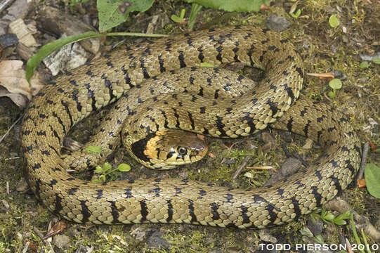 Image of Grass Snake