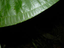 Image of Miconia ampla Triana